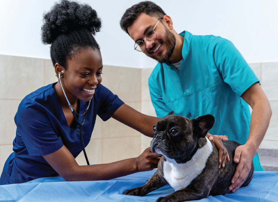 PharmDs working in veterinarian setting