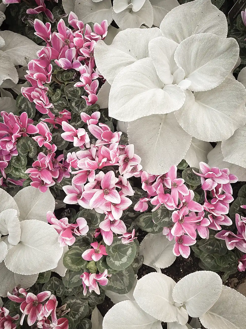 Close-up of large pale leaves and small pink flowers.