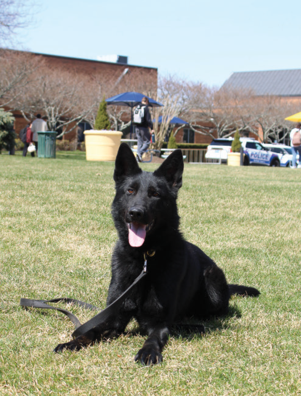 Black K-9 dog resting on a grassy lawn surface sticking its tongue out; The Law and Justice Society arranged a visit from the Suffolk County Police Department's K-9 unit during criminal justice month